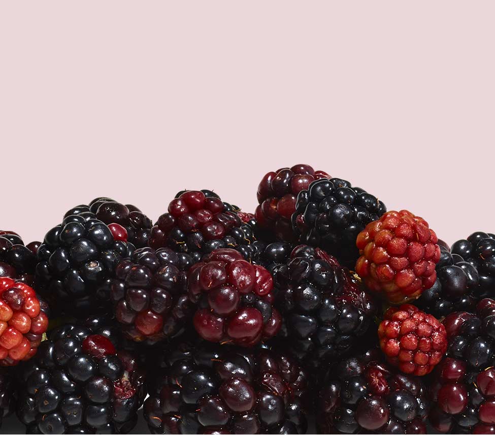 benefits of blackberry ingredient in aveeno products