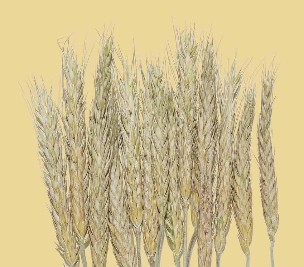 oat ingredient in aveeno active naturals